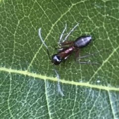 Unidentified Ant (Hymenoptera, Formicidae) (TBC) at Mollymook Beach, NSW - 21 Apr 2022 by Tapirlord