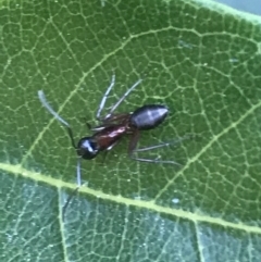 Camponotus sp. (genus) at Mollymook Beach, NSW - 21 Apr 2022