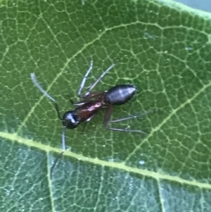 Camponotus sp. (genus) at Mollymook Beach, NSW - 21 Apr 2022