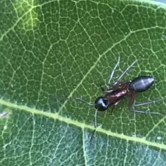 Camponotus sp. (genus) at Mollymook Beach, NSW - 21 Apr 2022