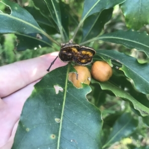 Pittosporum undulatum at Mollymook Beach, NSW - 21 Apr 2022