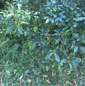 Pittosporum undulatum at Mollymook Beach, NSW - 21 Apr 2022