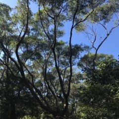 Eucalyptus botryoides (Bangalay, Southern Mahogany) at Mollymook Beach, NSW - 21 Apr 2022 by Tapirlord