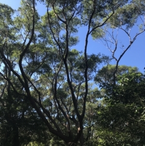 Eucalyptus botryoides at Mollymook Beach, NSW - 21 Apr 2022 11:31 AM