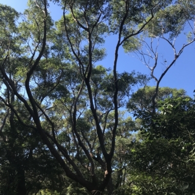 Eucalyptus botryoides (Bangalay, Southern Mahogany) at Mollymook Beach, NSW - 21 Apr 2022 by Tapirlord