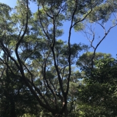 Eucalyptus botryoides (Bangalay, Southern Mahogany) at Mollymook Beach, NSW - 21 Apr 2022 by Tapirlord