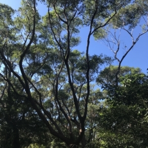Eucalyptus botryoides at Mollymook Beach, NSW - 21 Apr 2022