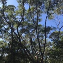 Eucalyptus botryoides at Mollymook Beach, NSW - 21 Apr 2022