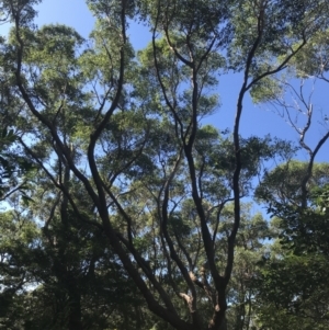 Eucalyptus botryoides at Mollymook Beach, NSW - 21 Apr 2022