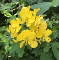Senna pendula var. glabrata (Easter Cassia) at Mollymook Beach, NSW - 21 Apr 2022 by Tapirlord