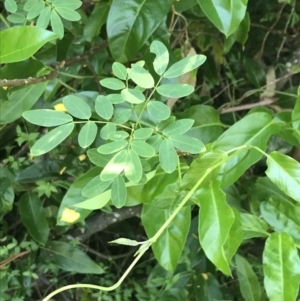 Senna pendula var. glabrata at Mollymook Beach, NSW - 21 Apr 2022