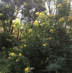 Senna pendula var. glabrata at Mollymook Beach, NSW - 21 Apr 2022 11:30 AM