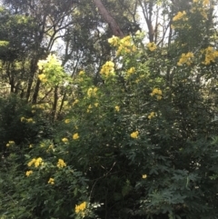 Senna pendula var. glabrata at Mollymook Beach, NSW - 21 Apr 2022