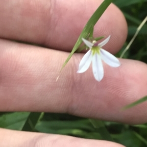 Lobelia purpurascens at Mollymook Beach, NSW - 21 Apr 2022 11:30 AM