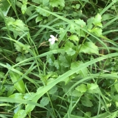 Lobelia purpurascens at Mollymook Beach, NSW - 21 Apr 2022 11:30 AM