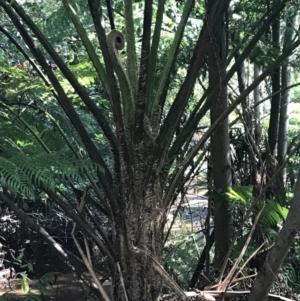 Cyathea cooperi at Mollymook Beach, NSW - suppressed