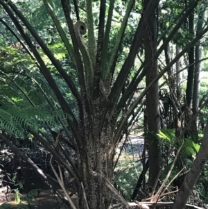 Cyathea cooperi at Mollymook Beach, NSW - 21 Apr 2022