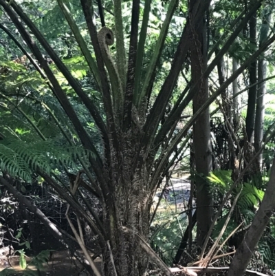 Cyathea cooperi (Straw Treefern) at Mollymook Beach, NSW - 21 Apr 2022 by Tapirlord