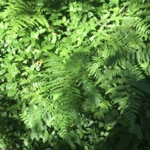 Cyathea cooperi at Mollymook Beach, NSW - suppressed