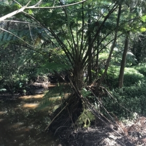 Cyathea cooperi at Mollymook Beach, NSW - 21 Apr 2022