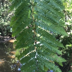 Cyathea cooperi at Mollymook Beach, NSW - 21 Apr 2022