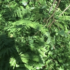 Cyathea cooperi at Mollymook Beach, NSW - suppressed