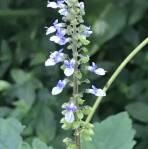 Plectranthus parviflorus at Mollymook Beach, NSW - 21 Apr 2022