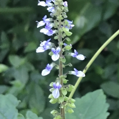 Plectranthus parviflorus (Cockspur Flower) at Mollymook Beach, NSW - 21 Apr 2022 by Tapirlord