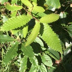 Callicoma serratifolia at Mollymook, NSW - 21 Apr 2022