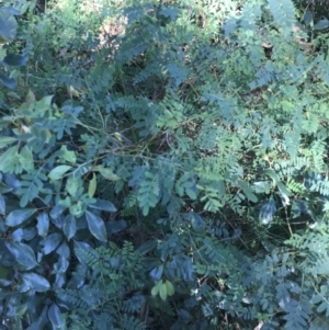 Indigofera australis subsp. australis at Mollymook Beach, NSW - 21 Apr 2022 11:24 AM