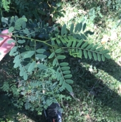 Indigofera australis subsp. australis at Mollymook Beach, NSW - 21 Apr 2022 11:24 AM