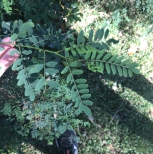 Indigofera australis subsp. australis at Mollymook Beach, NSW - 21 Apr 2022 11:24 AM