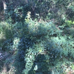 Indigofera australis subsp. australis at Mollymook Beach, NSW - 21 Apr 2022 11:24 AM