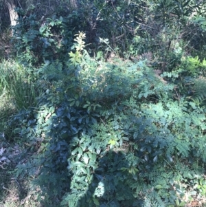 Indigofera australis subsp. australis at Mollymook Beach, NSW - 21 Apr 2022 11:24 AM
