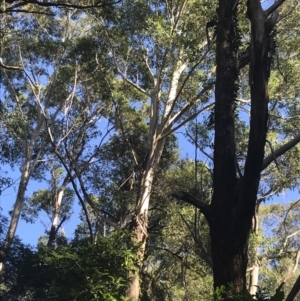 Eucalyptus bosistoana at Mollymook Beach, NSW - 21 Apr 2022