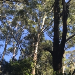 Eucalyptus bosistoana (Coastal Grey Box) at Mollymook Beach, NSW - 21 Apr 2022 by Tapirlord