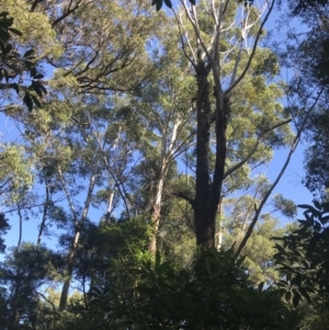 Eucalyptus bosistoana at Mollymook Beach, NSW - 21 Apr 2022