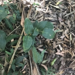 Smilax australis (Barbed-Wire Vine) at Mollymook Beach, NSW - 21 Apr 2022 by Tapirlord