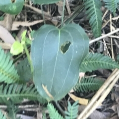 Smilax australis at Mollymook Beach, NSW - 21 Apr 2022