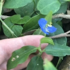 Commelina cyanea (Scurvy Weed) at Mollymook Beach, NSW - 21 Apr 2022 by Tapirlord