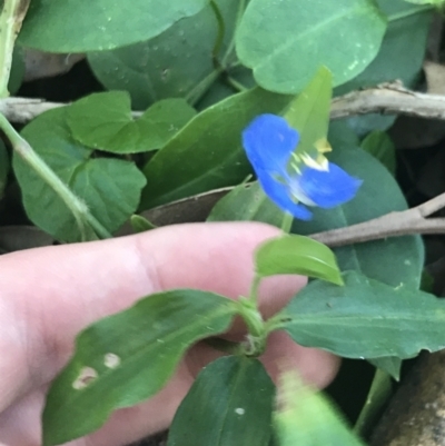 Commelina cyanea (Scurvy Weed) at Mollymook Beach, NSW - 21 Apr 2022 by Tapirlord