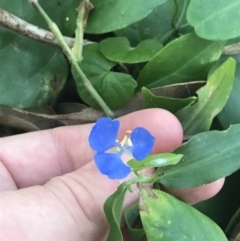 Commelina cyanea at Mollymook Beach, NSW - 21 Apr 2022 11:13 AM