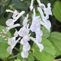 Plectranthus verticillatus (Swedish Ivy, Creeping Charlie) at Mollymook Beach, NSW - 21 Apr 2022 by Tapirlord