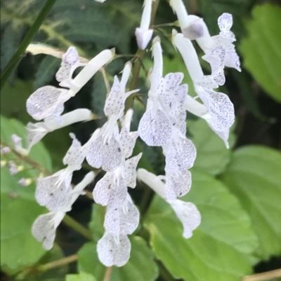 Plectranthus verticillatus (Swedish Ivy, Creeping Charlie) at Mollymook Beach, NSW - 21 Apr 2022 by Tapirlord