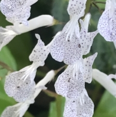 Plectranthus verticillatus at Mollymook Beach, NSW - 21 Apr 2022 11:12 AM