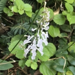 Plectranthus verticillatus at Mollymook Beach, NSW - 21 Apr 2022 11:12 AM