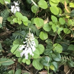 Plectranthus verticillatus at Mollymook Beach, NSW - 21 Apr 2022