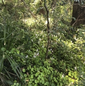 Plectranthus verticillatus at Mollymook Beach, NSW - 21 Apr 2022 11:12 AM