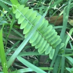 Nephrolepis cordifolia (Fishbone Fern) at Mollymook Beach, NSW - 21 Apr 2022 by Tapirlord