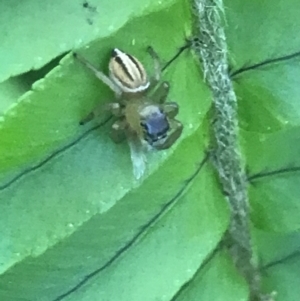 Maratus scutulatus at Mollymook Beach, NSW - 21 Apr 2022 11:11 AM